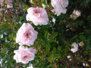 FLOWER BOMB (floribunda)